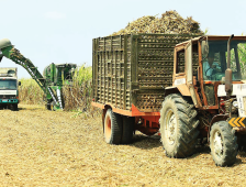 SUGAR SECTOR
